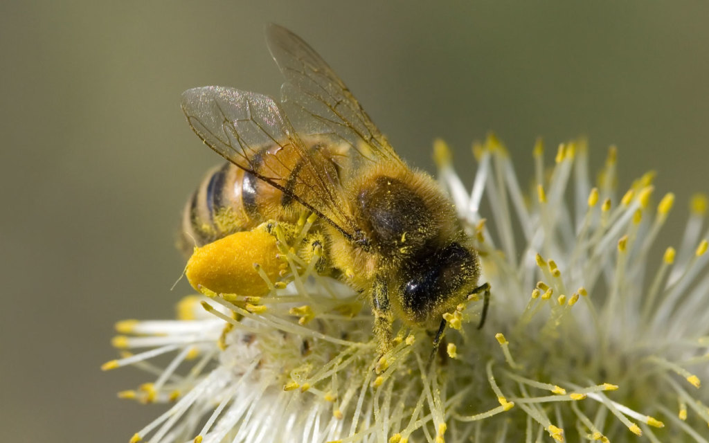 Pszczoła z pyłkiem na obnóżu.